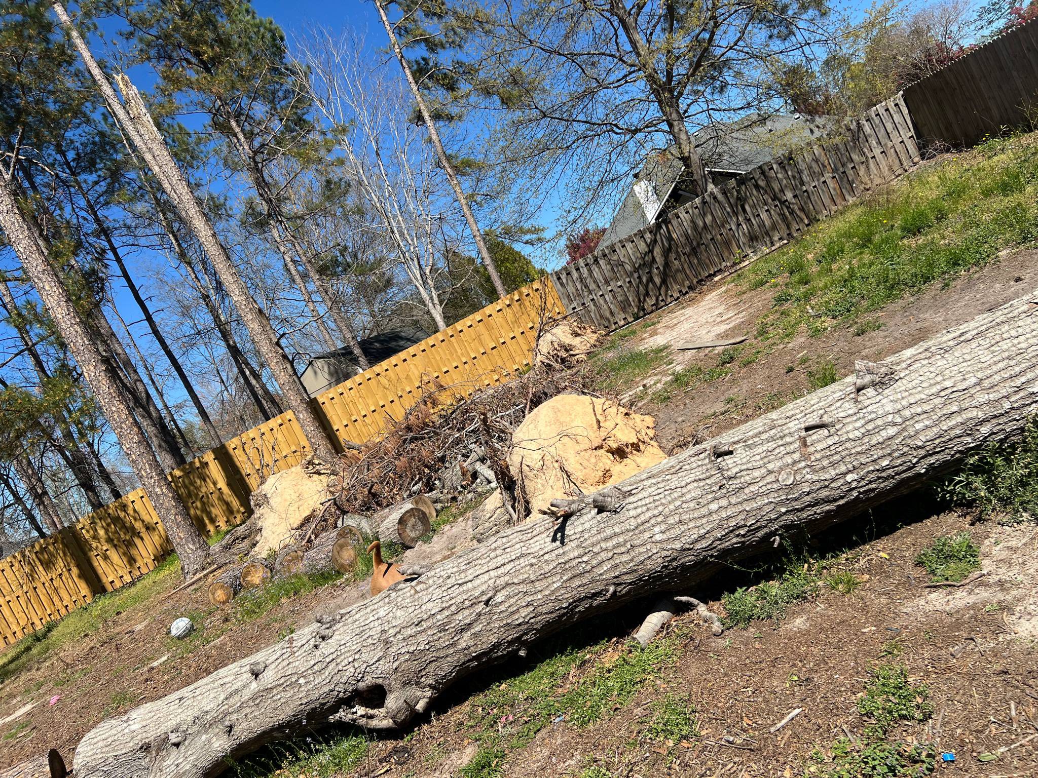 Tree Removal Aiken County SC - JD's Secure Fencing serving North Augusta and Aiken County SC